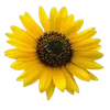 💐 Эмодзи «Цветы - blossom flowers» для Telegram