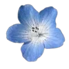 💐 Эмодзи «Цветы - blossom flowers» для Telegram