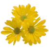 💐 Эмодзи «Цветы - blossom flowers» для Telegram