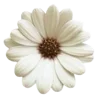 💐 Эмодзи «Цветы - blossom flowers» для Telegram