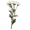 💐 Эмодзи «Цветы - blossom flowers» для Telegram