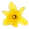 💐 Эмодзи «Цветы - blossom flowers» для Telegram