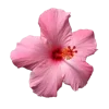 💐 Эмодзи «Цветы - blossom flowers» для Telegram