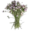💐 Эмодзи «Цветы - blossom flowers» для Telegram