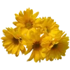 💐 Эмодзи «Цветы - blossom flowers» для Telegram