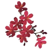 💐 Эмодзи «Цветы - blossom flowers» для Telegram