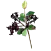 💐 Эмодзи «Цветы - blossom flowers» для Telegram