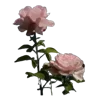 💐 Эмодзи «Цветы - blossom flowers» для Telegram