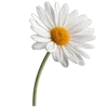 💐 Эмодзи «Цветы - blossom flowers» для Telegram