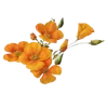 💐 Эмодзи «Цветы - blossom flowers» для Telegram