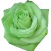 🤩 Эмодзи «🤩 Цветы к первому дню весны!» для Telegram