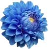 🤩 Эмодзи «🤩 Цветы к первому дню весны!» для Telegram