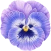 🤩 Эмодзи «🤩 Цветы к первому дню весны!» для Telegram
