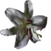 🤩 Эмодзи «🤩 flowers - цветы» для Telegram