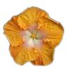 🤩 Эмодзи «🤩 flowers - цветы» для Telegram