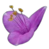 🤩 Эмодзи «🤩 flowers - цветы» для Telegram