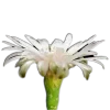 🤩 Эмодзи «🤩 flowers - цветы» для Telegram