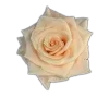 🤩 Эмодзи «🤩 flowers - цветы» для Telegram