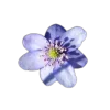 🤩 Эмодзи «🤩 flowers - цветы» для Telegram