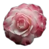 🤩 Эмодзи «🤩 flowers - цветы» для Telegram