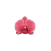 🤩 Эмодзи «🤩 flowers - цветы» для Telegram