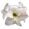 🤩 Эмодзи «🤩 flowers - цветы» для Telegram