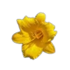 🤩 Эмодзи «🤩 flowers - цветы» для Telegram