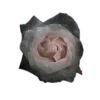 🤩 Эмодзи «🤩 flowers - цветы» для Telegram