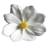 🤩 Эмодзи «🤩 flowers - цветы» для Telegram