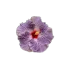 🤩 Эмодзи «🤩 flowers - цветы» для Telegram