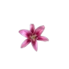 🤩 Эмодзи «🤩 flowers - цветы» для Telegram