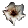 🤩 Эмодзи «🤩 flowers - цветы» для Telegram