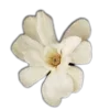 🤩 Эмодзи «🤩 flowers - цветы» для Telegram
