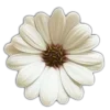 🤩 Эмодзи «🤩 flowers - цветы» для Telegram