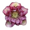 🤩 Эмодзи «🤩 flowers - цветы» для Telegram