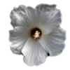 🤩 Эмодзи «🤩 flowers - цветы» для Telegram