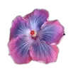 🤩 Эмодзи «🤩 flowers - цветы» для Telegram