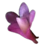 🤩 Эмодзи «🤩 flowers - цветы» для Telegram