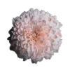 🤩 Эмодзи «🤩 flowers - цветы» для Telegram