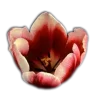 🤩 Эмодзи «🤩 flowers - цветы» для Telegram