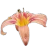 🤩 Эмодзи «🤩 flowers - цветы» для Telegram
