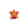 🤩 Эмодзи «🤩 flowers - цветы» для Telegram