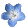 🤩 Эмодзи «🤩 flowers - цветы» для Telegram