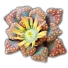 🤩 Эмодзи «🤩 flowers - цветы» для Telegram