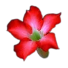 🤩 Эмодзи «🤩 flowers - цветы» для Telegram