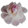 🤩 Эмодзи «🤩 flowers - цветы» для Telegram