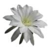 🤩 Эмодзи «🤩 flowers - цветы» для Telegram