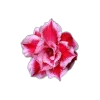 🤩 Эмодзи «🤩 flowers - цветы» для Telegram