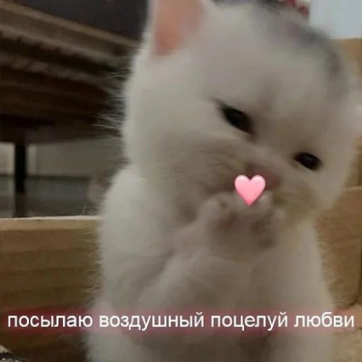 😘 Стикер «fluffy ambulance» для Telegram