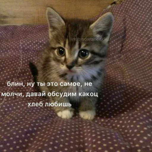 🗣️ Стикер «fluffy ambulance» для Telegram